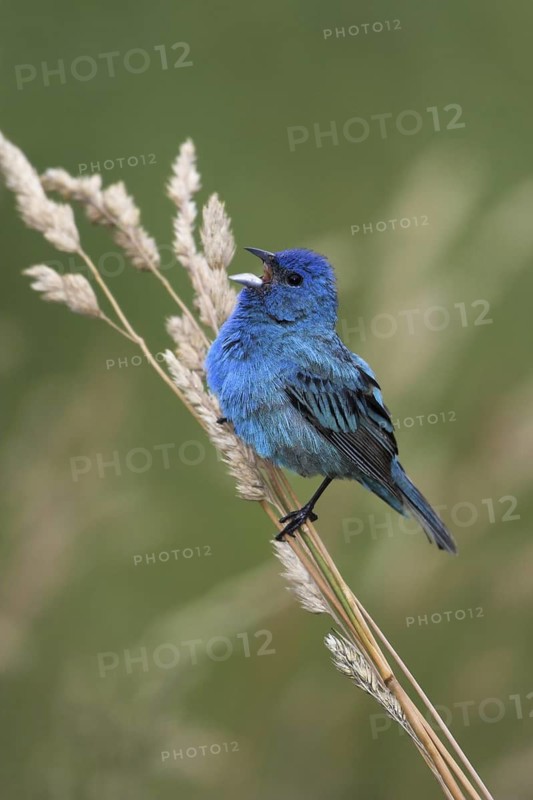 Indigo Bunting (Passerina cyanea) male, Ontario, Canada