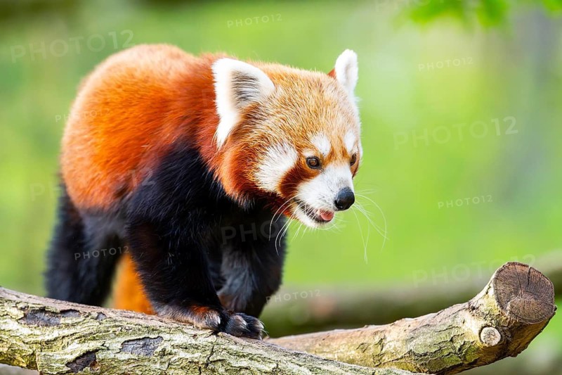 Red panda (Ailurus fulgens) walking on a tree, Germany
