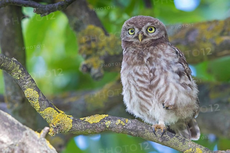 Little owl, (Athene noctua), animals, birds, owls, family of owls, Plateau Oberflörsheim, district Alzey, Rhineland-Palatinate, Federal Republic of Germany