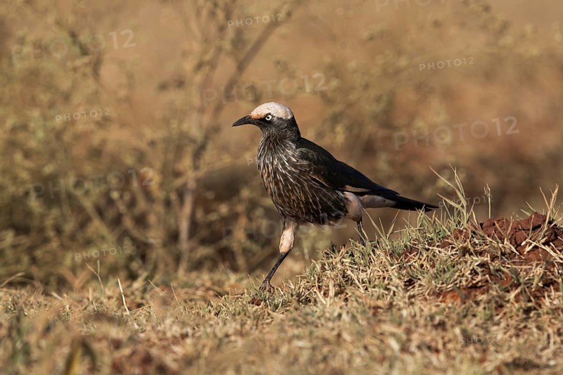 White-crowned Starling (Lamprotornis albicapillus) perched on the ground, Oromia, Ethiopia