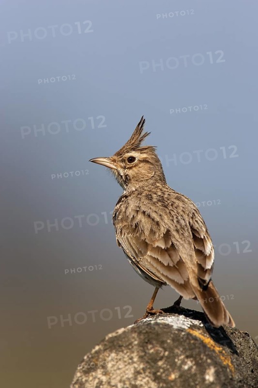 Crested Lark (Galerida cristata), Germany