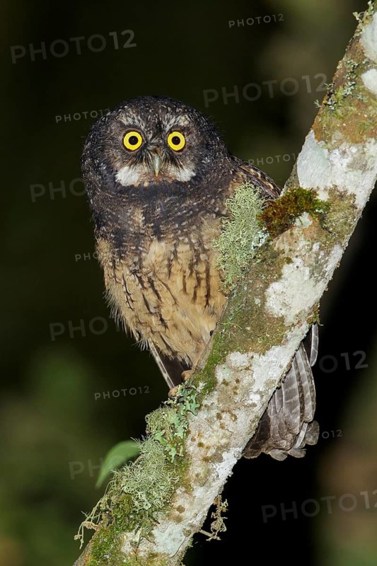 White-throated Screech Owl (Megascops albogularis) perched on a branch in the Andes Mountains of Colombia
