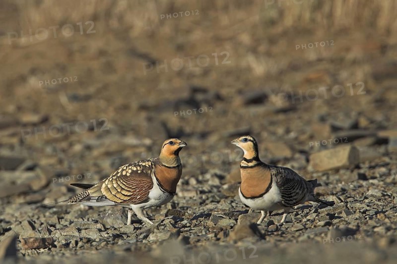 Pin-tailed Sandgrouse (Pterocles alchata), Extremadura, Spain