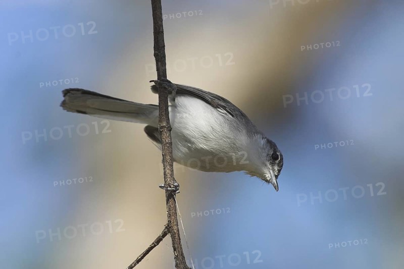 White-lored Gnatcatcher (Polioptila albiloris), Costa Rica