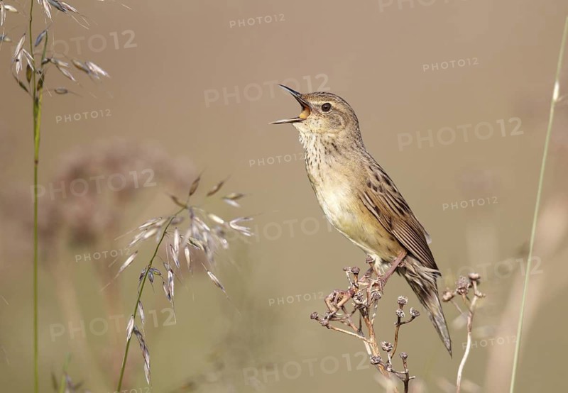 Common Grasshopper Warbler (Locustella naevia) singing, Mecklenburg-Western Pomerania, Germany