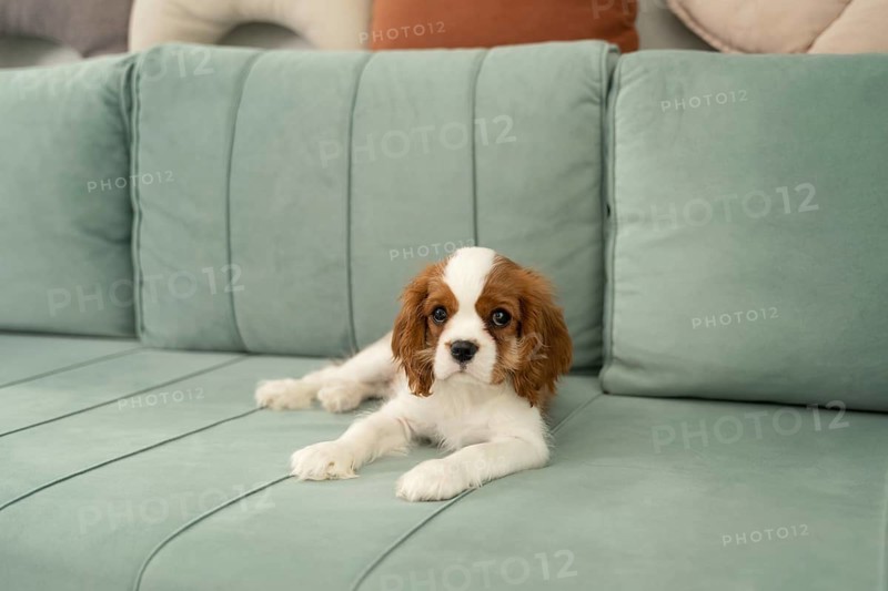 A Cavalier King Charles Spaniel puppy relaxes on a soft green sofa at home, surrounded by cozy cushions. The living room setting creates a warm, inviting atmosphere