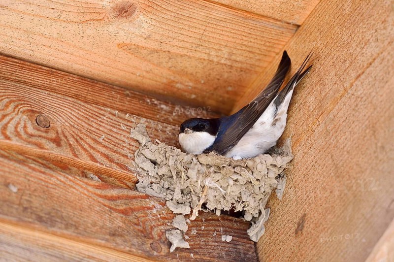 House martin (Delichon urbicum) building a nest, Schleswig-Holstein, Germany