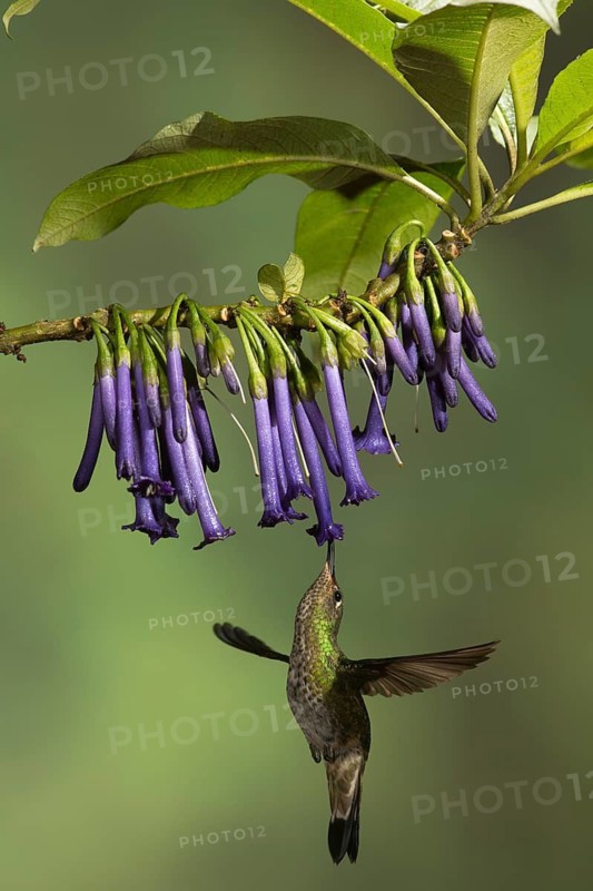 Mountain Velvetbreast (Lafresnaya lafresnayi) flying while feeding at a flower in Ecuador