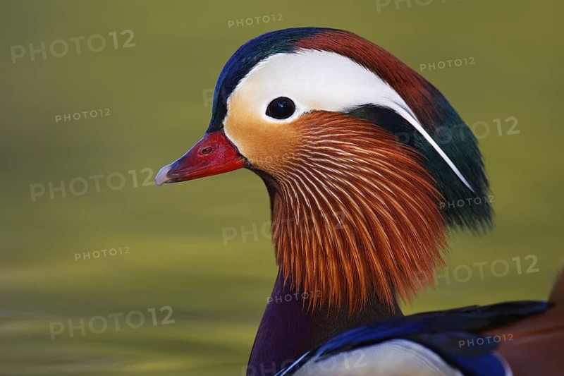 Mandarin Duck (Aix galericulata) male