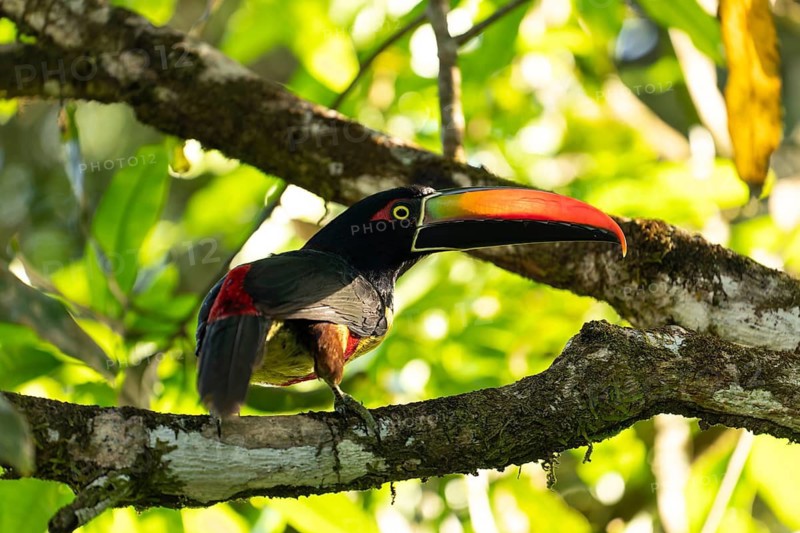 Fiery billed aracari perched on branch, close view, beak transilluminated revealing veins, Osa Peninsula, Puntarenas, Costa Rica