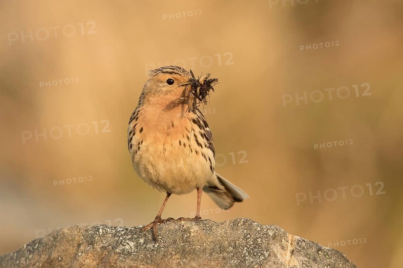 Red-throated Pipit (Anthus cervinus) with insects in its beak, Norway