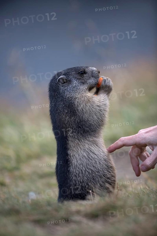 One young Alpine Marmot, Marmota marmota, sitting erected, feeding on something. A tourist touching his belly with a finger