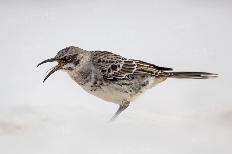 Hood Mockingbird (Mimus macdonaldi), Galapagos, Ecuador