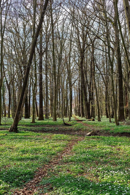 Wood anemone (Anemonoides nemorosa) in bloom in the Laskaer Auenwald, Ralbitz-Rosenthal, Saxony, Germany