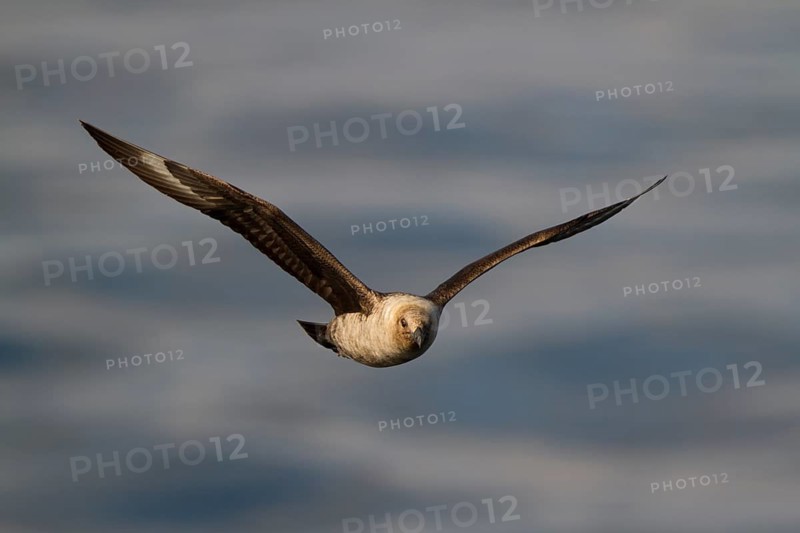 South Polar Skua (Stercorarius maccormicki) light morph flying, Terra Nova Bay, Antarctica