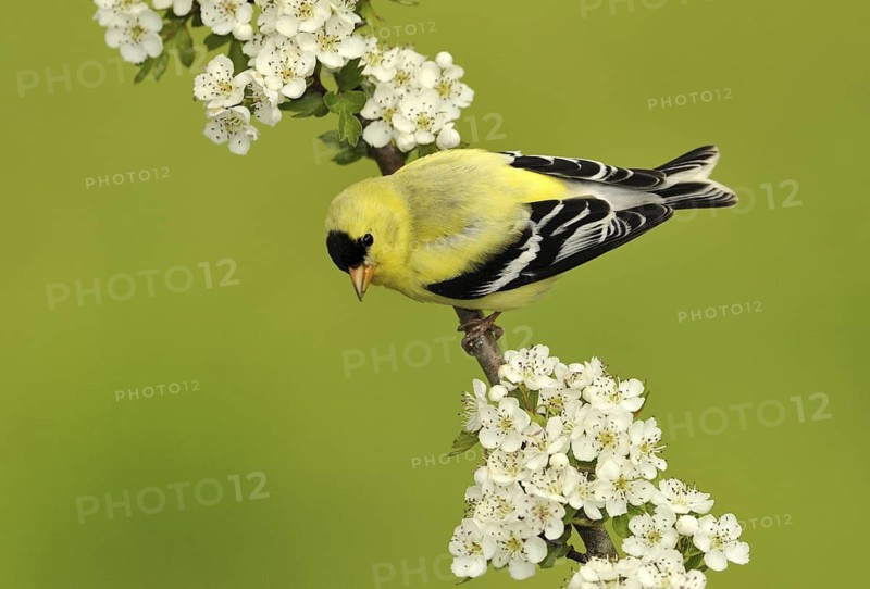 American Goldfinch (Spinus tristis) male, British Columbia, Canada