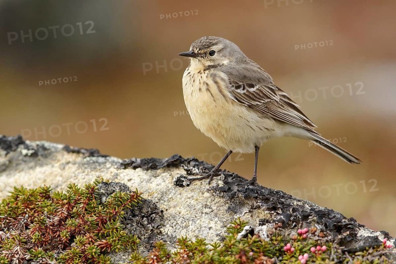 American Pipit (Anthus rubescens) perched on the tundra in Nome, Alaska