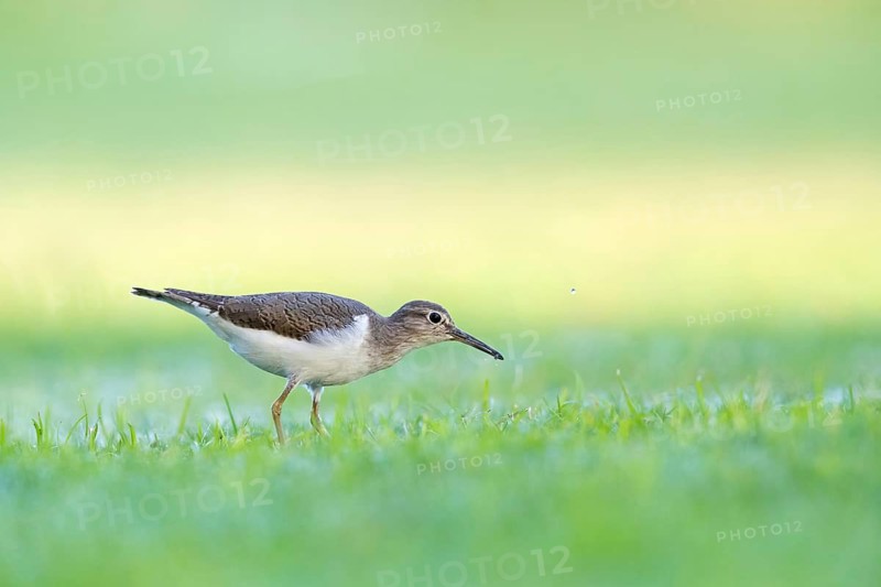 Sandpiper, sandpiper (Actitis hypoleucos), snipe family, snipe, biotope, habitat, foraging in a wet meadow, Al Qurm, Muscat, Oman, Middle East
