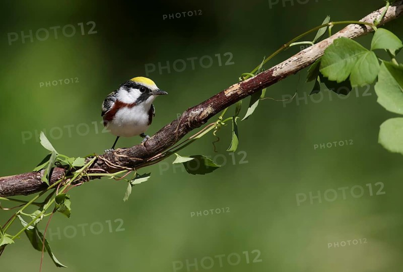 Chestnut-sided Warbler (Setophaga pensylvanica) male perched on a branch, Texas, USA