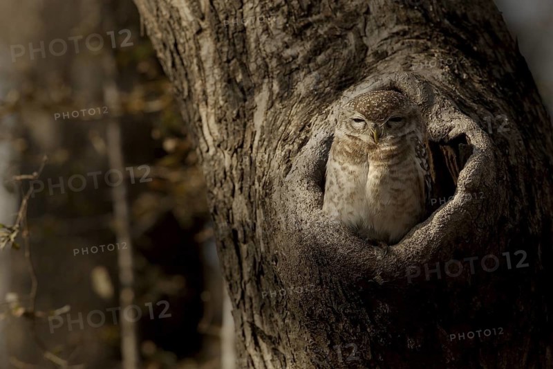 Spotted Owlet (Athene brama) juvenile in breeding cavity, Rajasthan, India