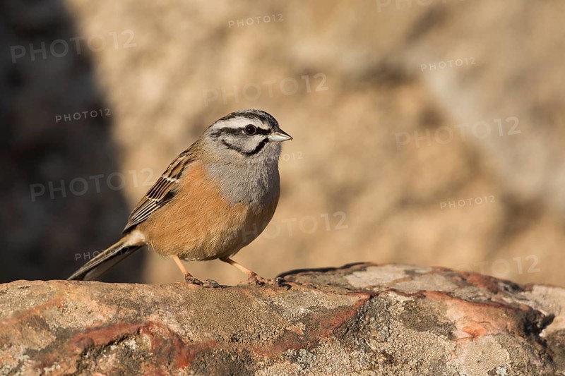 Rock Bunting -Zippammer - Emberiza cia ssp. cia, Spain, adult male