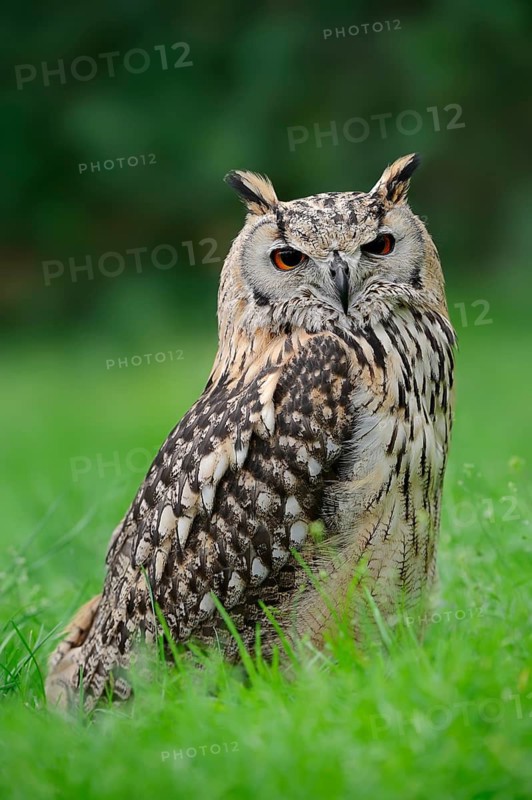 Bengal Eagle Owl (Bubo bengalensis) (Bubo bubo bengalensis), captive, occurring in Asia
