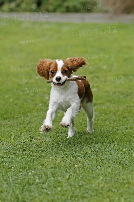 Cavalier King Charles Spaniel, kitten