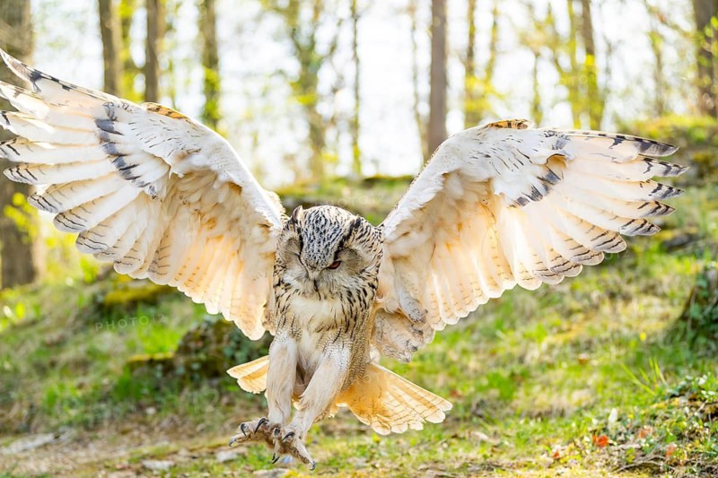 Eurasian eagle-owl (Bubo bubo) landing, captive, Bavaria, Germany