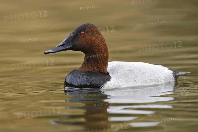 Canvasback (Aythya valisineria) male, Arizona, USA
