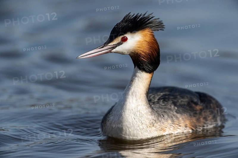 Great Crested Grebe (Podiceps cristatus), Emsland, Lower Saxony, Germany
