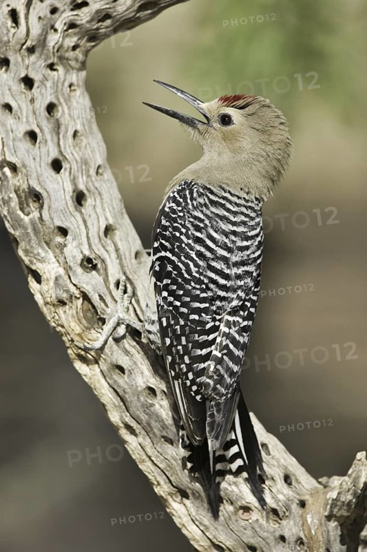 Gila Woodpecker (Melanerpes uropygialis), Arizona, USA