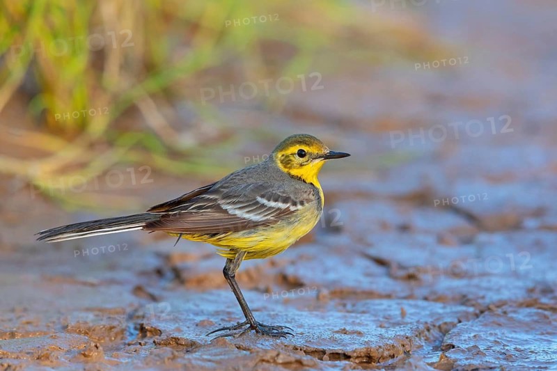 Citrine wagtail, (Motacilla citreola), foraging in a biotope, Middle East, Oman, songbird, family of stilts and pipits, Raysut, Salalah, Dhofar, Oman