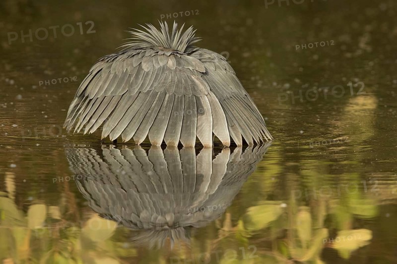 Black Heron (Egretta ardesiaca) foraging, Gambia