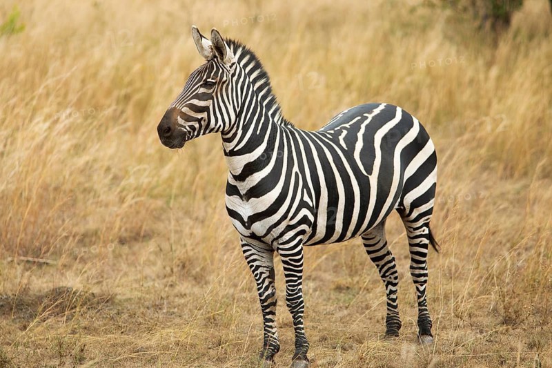 Steppe zebra (Equus quagga) or horse zebra, Akagera National Park or Kagera National Park, Eastern Province, Rwanda