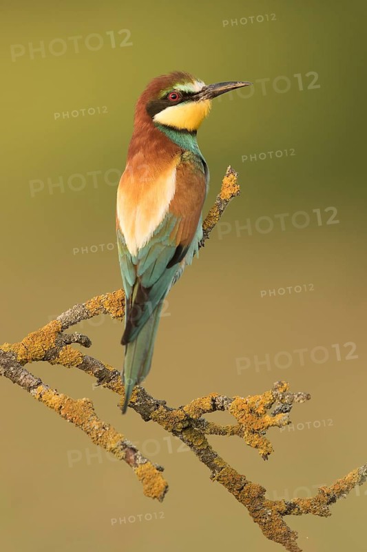 European Bee-eater (Merops apiaster) perched on a lichen branch, Serbia