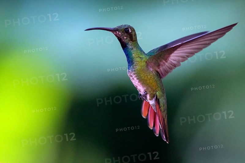 Green-breasted Mango (Anthracothorax prevostii) male flying, Peten, Guatemala