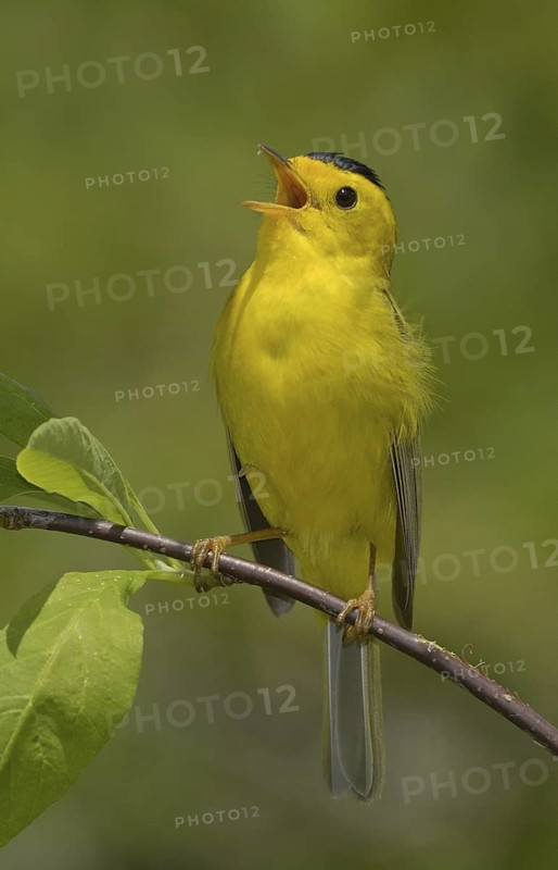 Wilson's Warbler (Cardellina pusilla), British Columbia, Canada