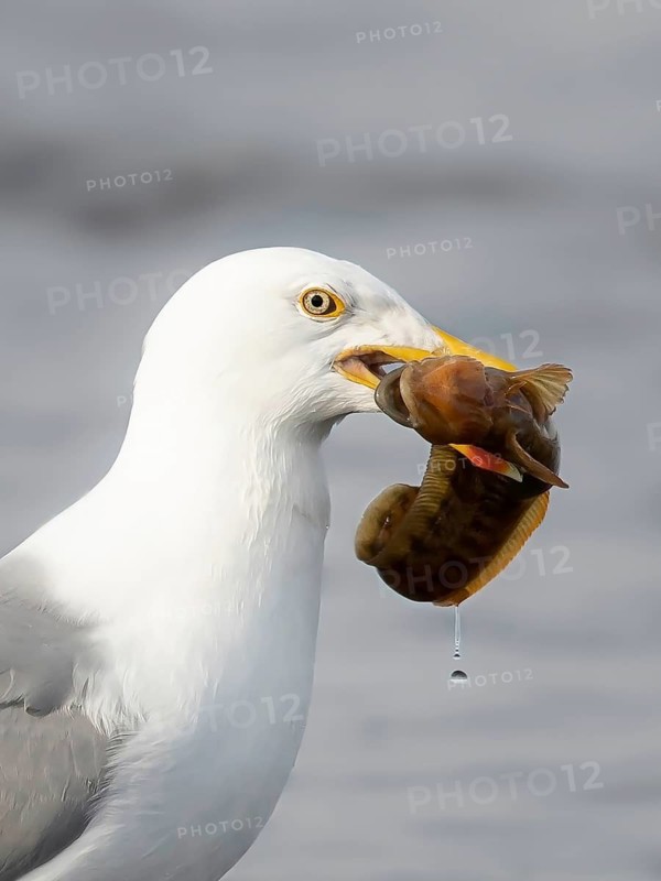European Herring Gull (Larus argentatus) with Viviparous eelpout (Zoarces viviparous) prey in its beak, Smaland, Sweden