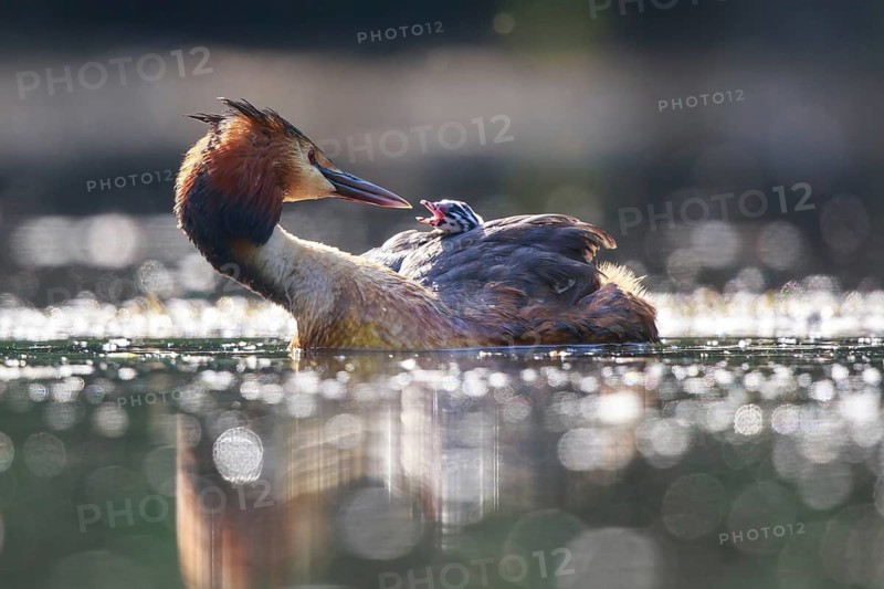 Great Crested Grebe (Podiceps cristatus) with chick, North Rhine-Westphalia, Germany
