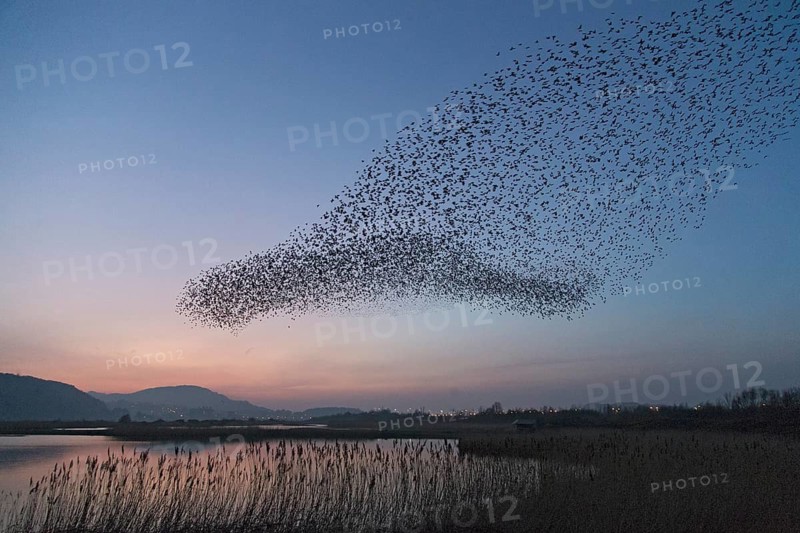 Common Starling (Sturnus vulgaris) huge flock flying in formation, Wales, United Kingdom