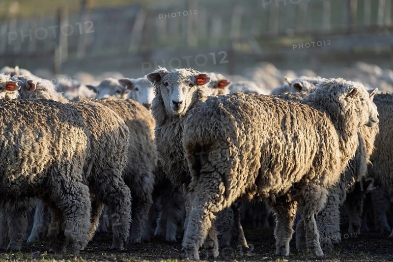 Domestic sheep (Ovis gmelini aries), herd with dense wool standing in the pen in the morning light, estancia in Tierra del Fuego, Argentina