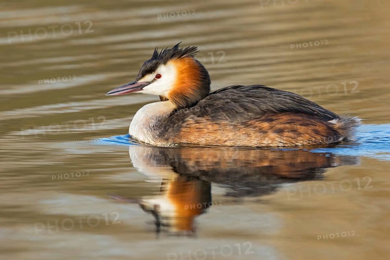 A great crested grebe swimming in the water, (Podiceps Scalloped ribbonfish), animals, birds, waterfowl, grebe family, side view, NSG Wagbachniederung, Waghäusel, Baden-Würrttemberg, Federal Republic of Germany