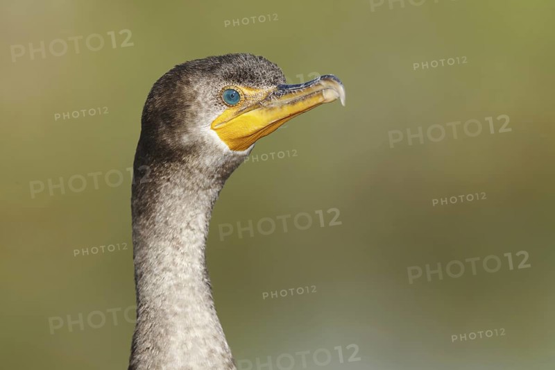 Double-crested Cormorant (Phalacrocorax auritus), Florida, USA