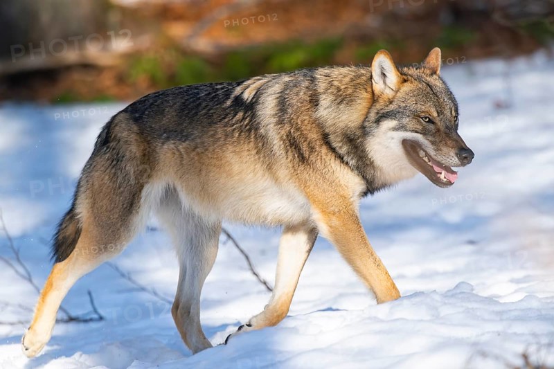 European gray wolf (Canis lupus lupus) walking in a forest in winter, snow, Bavaria, Germany