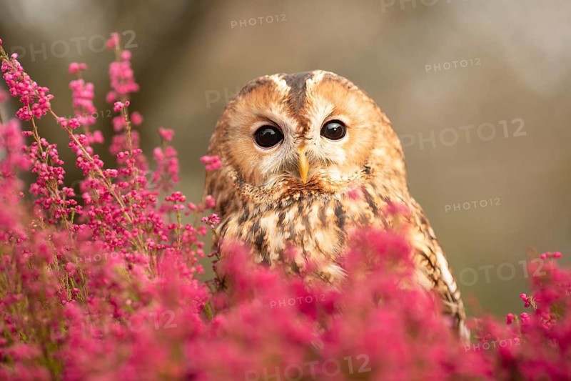 Tawny Owl (Strix aluco) captive, Germany