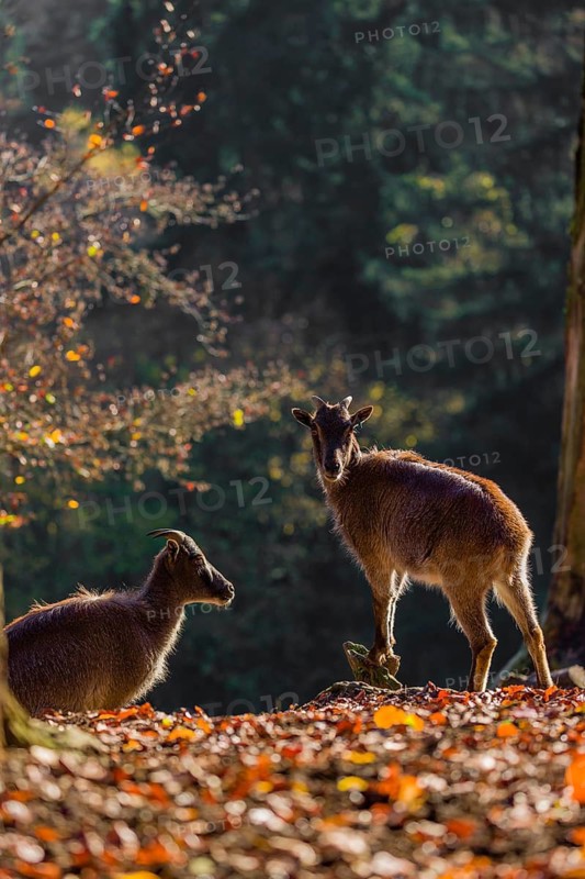 Two female Himalayan tahr (Hemitragus jemlahicus) are backlit in a forest. In the background is a dense autumn forest