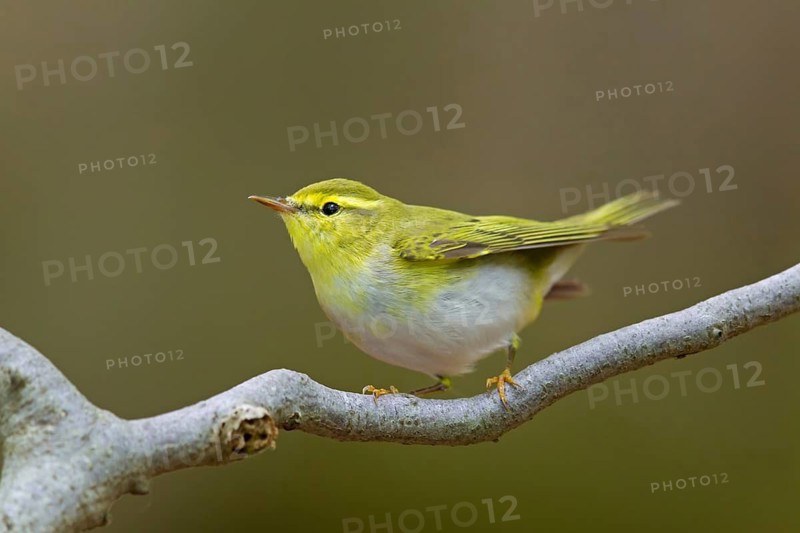 Wood warbler, (Phylloscopus sibilatrix), animals, birds, songbirds, perch, biotope, habitat, foraging, deciduous warbler family, Neustadt an der Weinstrass district, Rhineland-Palatinate, Germany