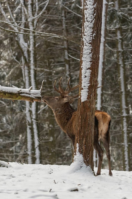 One Red Deer stag standing in a snow covered dense forest in winter