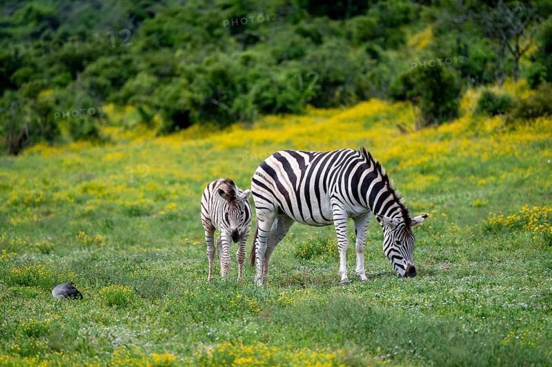 Burchell's zebra (Equus quagga burchelli) with foal standing in a flower meadow, Addo Elephant National Park, Eastern Cape, South Africa