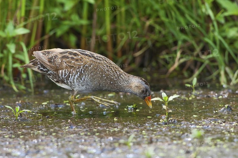Spotted Crake (Porzana porzana), Netherlands